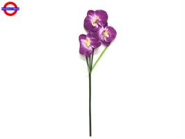 FIORE VIOLA