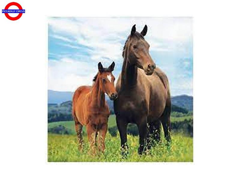 HORSE AND PONY 16 TOVAGLIOLI 33X33