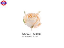ROSELLINA PICCOLA D/3 CIPRIA