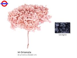 ORTENSIA STABILIZZATA LAVAGNA D/30 H.75