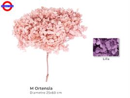 ORTENSIA STABILIZZATA LILLA D/30 H.75