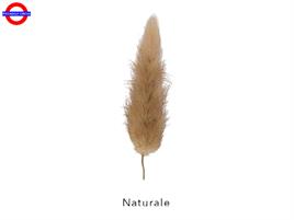 CODA DI TOPO MAZZO NATURALE