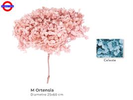 ORTENSIA STABILIZZATA CELESTE D/30 H.75